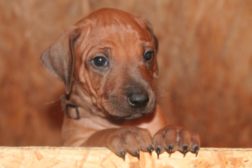 Rhod�zsk� ridgeback s PP