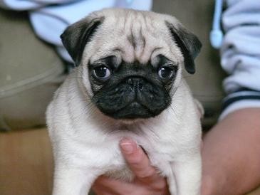 MOPS - �t��ata s PP