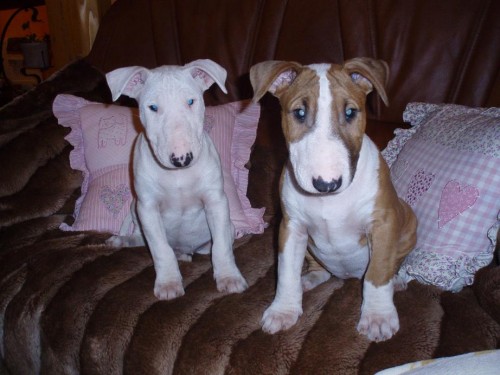 �t��ata anglick�ho bullteri�ra