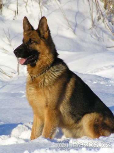 N�meck� ov��k