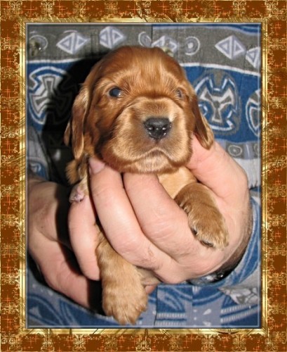 Anglick� kokr�pan�l