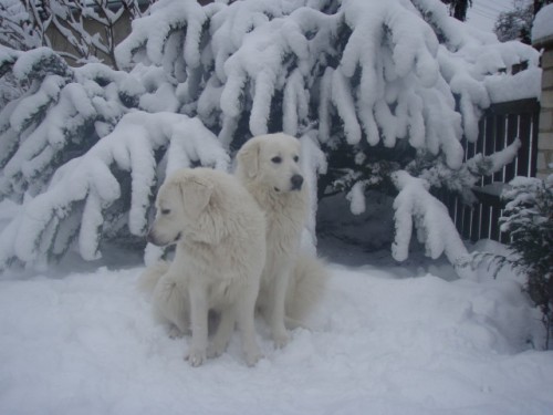 Slovensk� �uva� - �t��ata s PP