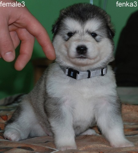 Alja�sk� Malamut �teniatka s PP