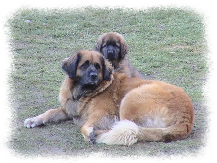 Zad�m �t���tka s PP