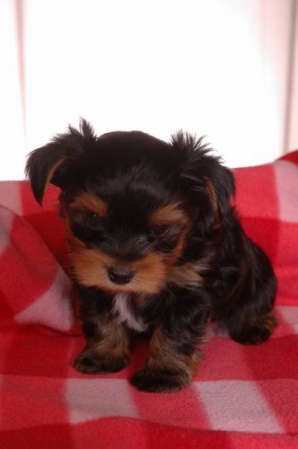 jork��rsk� teri�r