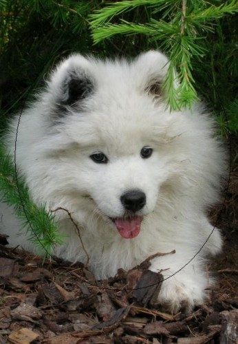 Samojed - �t��ata s PP