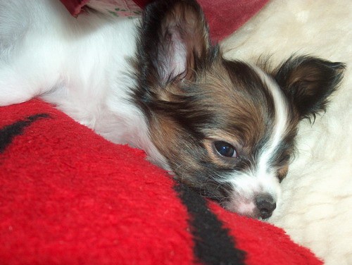 �t�n� papillon