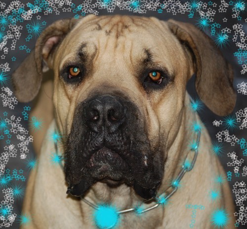 Jihoafrick� boerboel s PP