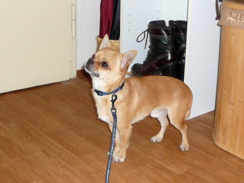 �ivav��ek ke kryt�