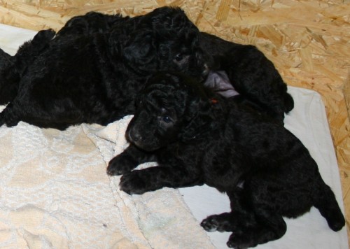 Pudl st�edn� st��brn� - �T���TKA