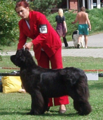 Novofundlandsk� pes s PP