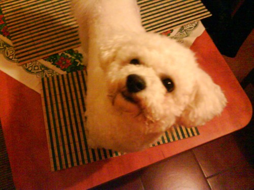 Hled�me fenku pro na�eho bi�onka