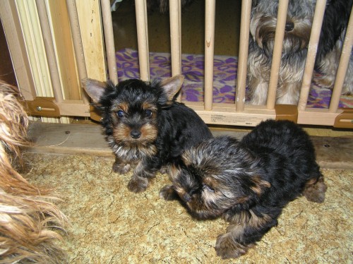 Prod�m �t��ata Jork��rsk� terier