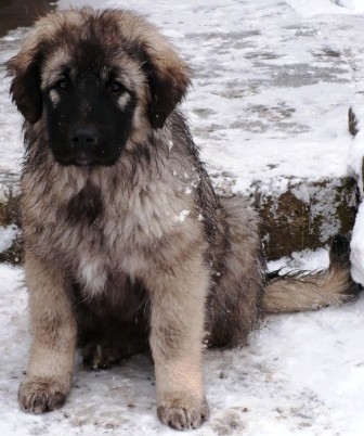 �arplaninec,�t���tko Celesta