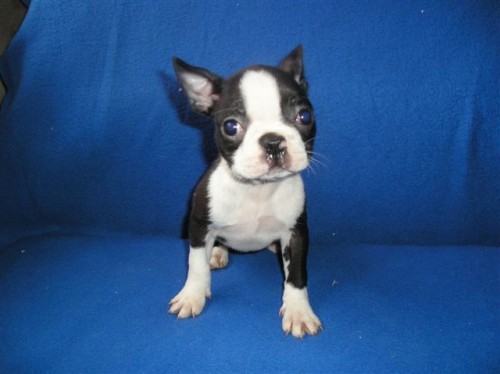 Bostonsk� terier - fenka s pp