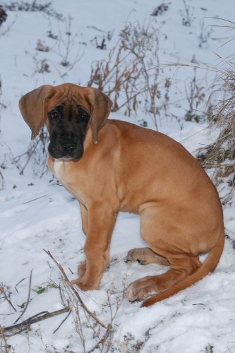 Prod�m pejska n�meck� dogy s PP