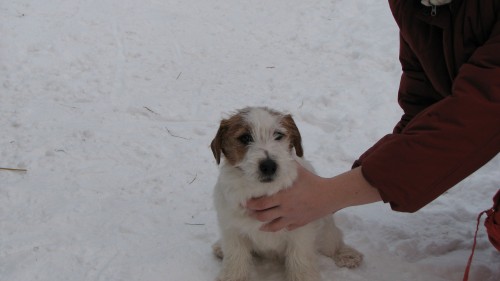 �t���tka Jack Russel Terriera