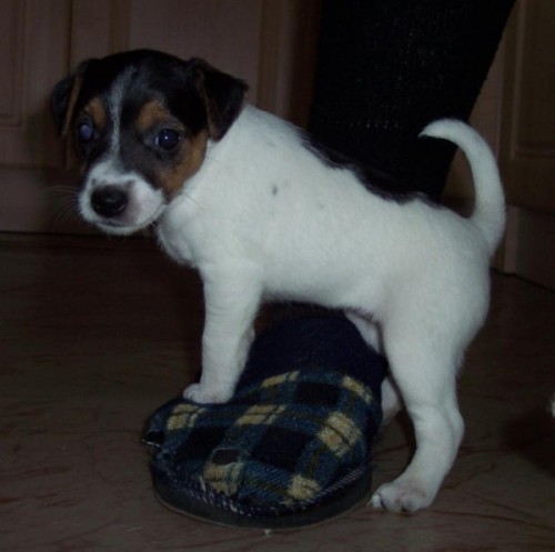 Jack Russell terier