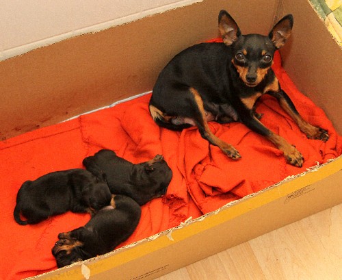 Pra�sk� krysa��k