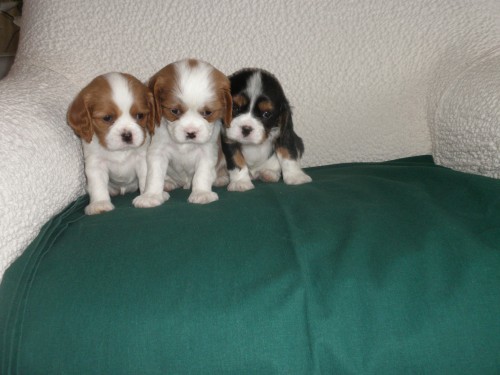�t�nata kaval�r king charles spaniel