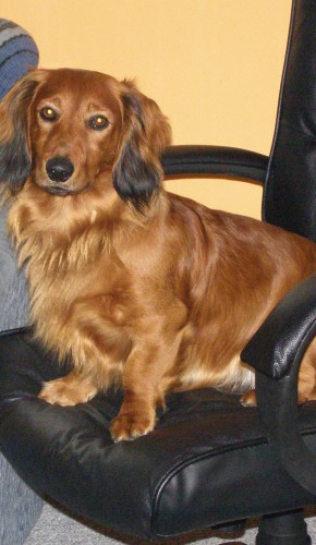 hled�m jezev�ici ke kryt�