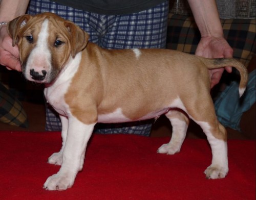 BULTERI�R - �t��ata