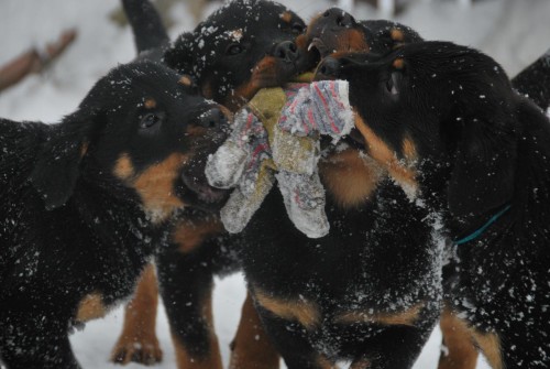 Prod�m kr�sn� �t��ata s PP