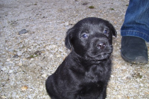 K��enec rotvajlera