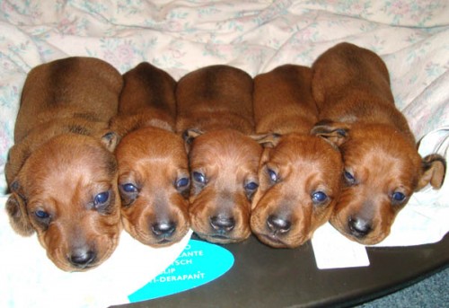 �t���tka jezev��k� hladkosrst�ch trpasli��ch/kr�li��ch