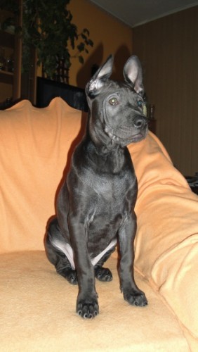 Thajsk� Ridgeback - posledn� �t���tko (fenka)