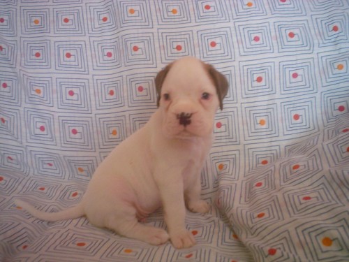 Boxer �t��ata bez PP