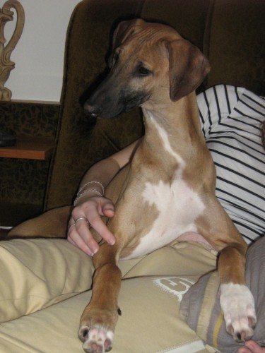 �t���tko azavaka