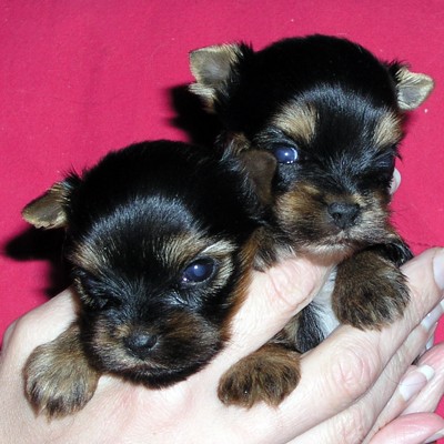 �t��ata jork��ra