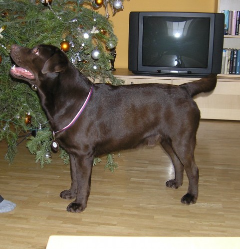 �okol�dov� labrador ke kryt�