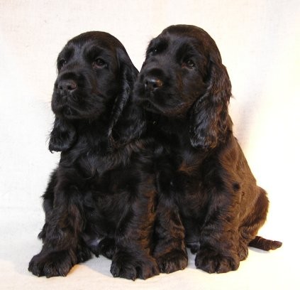 Anglick� kokr�pan�l