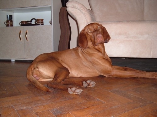 �t���tka vi�li�ek s PP