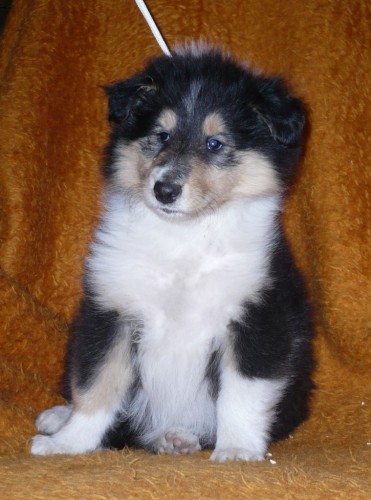 Trikolorn� �t���tka