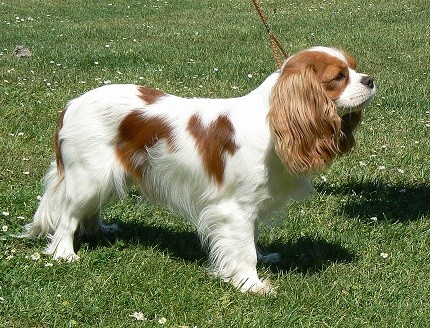 �t���tka Kaval�ra