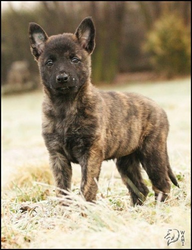 Holandsk� ov��k s PP!