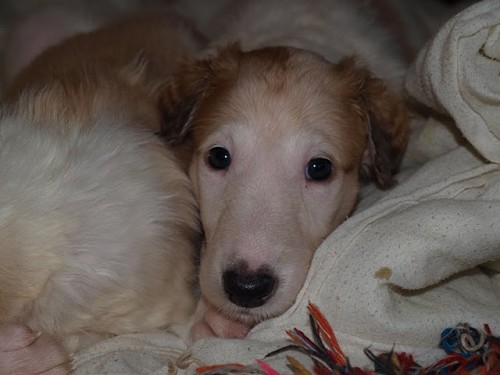 Barzoj - �t���tka