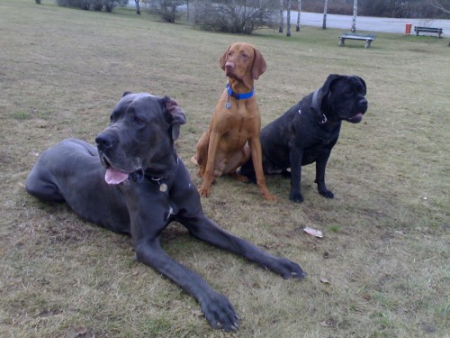 V�chova a v�cvik ps�