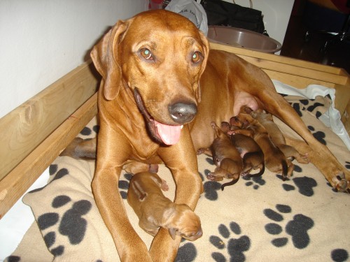 Rhod�sk� ridgeback, �t���tka s PP