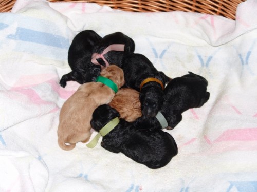 Zad�me �t���tka hovawarta