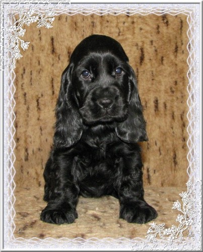 Anglick� kokr�pan�l