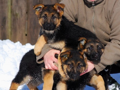 N�meck� ov��k - �t��ata