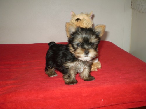 york��rsk� terier