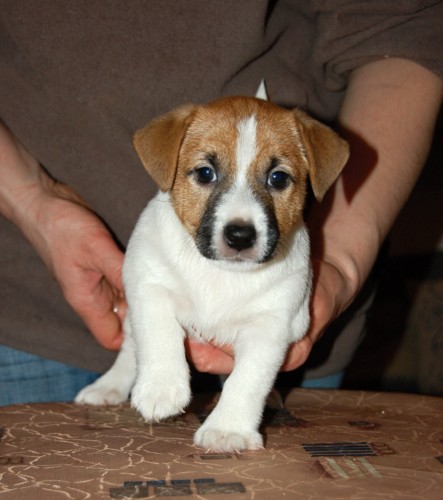Jack Russell Terrier s PP �t�n�tka