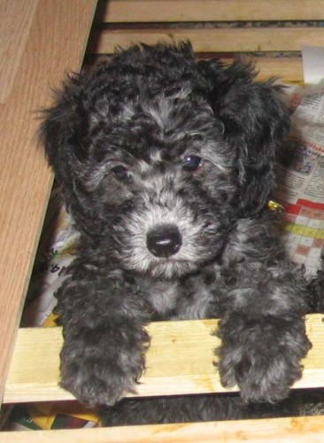 Pudl st�edn� st��brn� - �T���TKA pr�v� k odb�ru