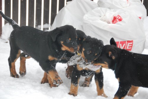 Prod�m kr�sn� �t��ata rotvajlera s PP