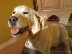 Ztratil se V�m pes? Na�li jste psa? Chcete si po��dit n�jak�ho retr�vra i bez PP? 